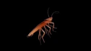 Таракан танцует 9 часов #топ #имба #рекомендации