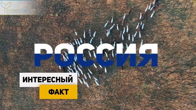 10 причин выбрать козье молоко вместо коровьего смотреть онлайн