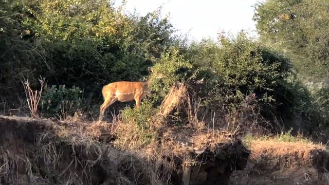 Serenity in the Savannah Trailer смотреть онлайн