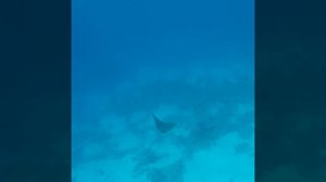 Reef Oasis Blue Bay 2018 Shark!!! Акула возле пантона отеля!