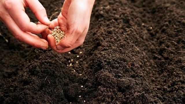 Как сажать кинзу семенами в открытом грунте