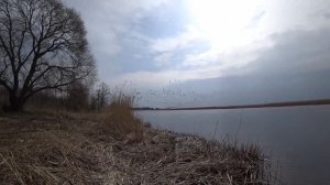 Весенняя Рыбалка 2023. Ловим Вимбу (сырть, рыбец) на фидер. Щука и окунь на креветку. VladTV.