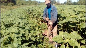 нюансы монтажа электро изгороди, белка в стаде/ электро-пастух