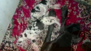 Great Dane puppies for sale . Продаются щенки немецкого дога