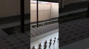 Алабай отобрал кость у восточно-европейской овчарки (ВЕО)