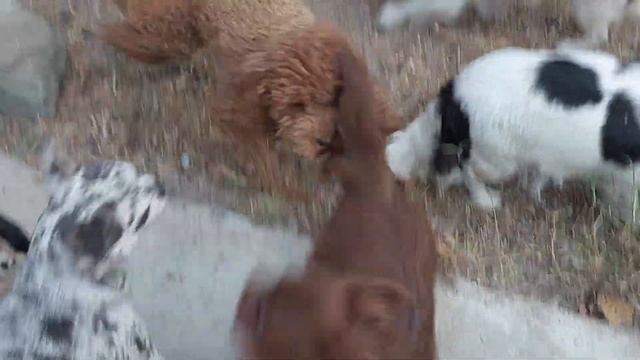 солнышки мои весёлые питомник чихуахуа и той-пудель Кастропуло Крым ? смотреть онлайн