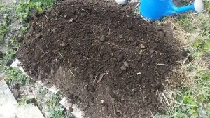 Как посадить тыкву и кабачки на землю без перекопки.