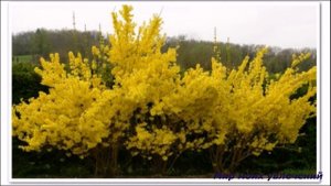 Весь покрытый золотом...Форзиция.