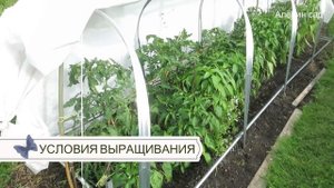 КАК ВЫРАСТИТЬ ТОМАТЫ БЕЗ ТЕПЛИЦЫ? Томаты в открытом грунте в сложных условиях