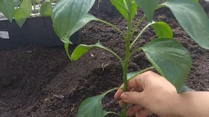 КАК САЖАТЬ ПЕРЕЦ. ЛУЧШИЙ способ
