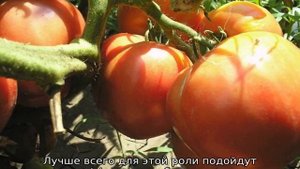 Томат Моя любовь: характеристика и описание сорта