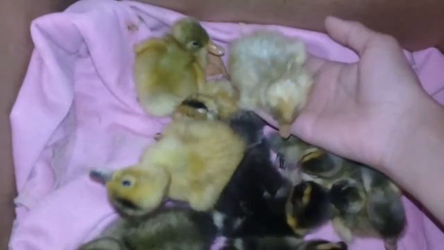 Вылупились утята/голубой фаворит и башкирская. смотреть онлайн