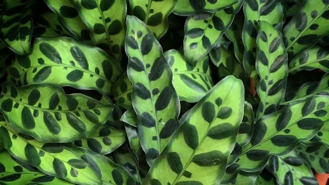 CALATHEA LANCIFOLIA RATTLESNAKE PLANT - My Love Story - THE ADDICTION IS REAL (2018) смотреть онлайн