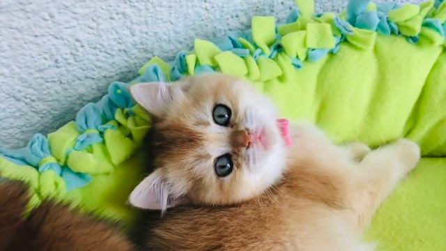 ???КОТЯТА ЗОЛОТОЙ КОШКИ???УСТИНЬИ??☀️ЗОЛОТАЯ ШИНШИЛЛА