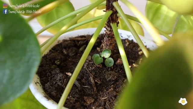How To Get Pilea Peperomioides To Flower? Should You Remove the Offshoots? смотреть онлайн