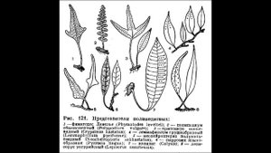 Полиподиевые