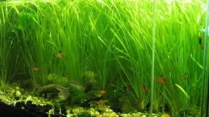 Топ 5 неприхотливых аквариумных растений для начинающего аквариумиста