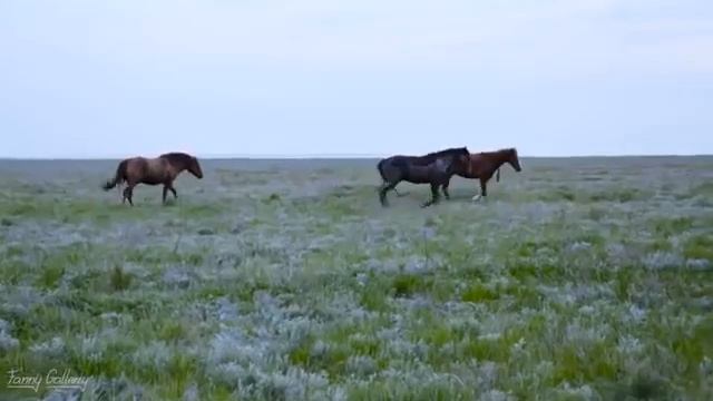 Дикие мустанги смотреть онлайн