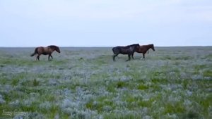 Дикие мустанги