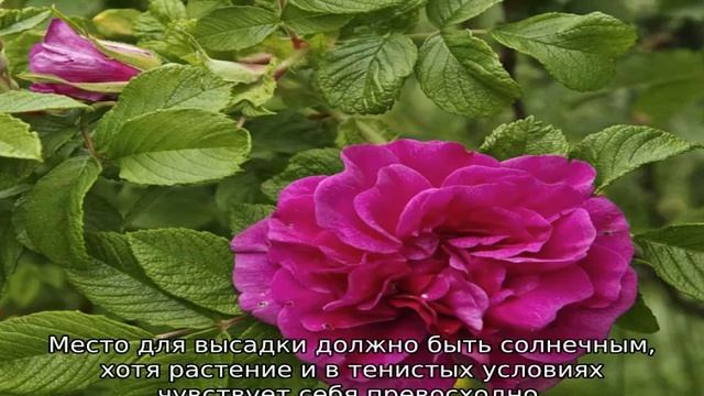 Роза морщинистая Ханса смотреть онлайн