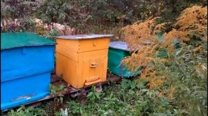 133ий день в деревне. Яма для колодца, яблоки на зиму.