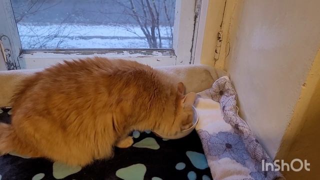 28 октября 2023 г. Томас ждёт дома ? ? смотреть онлайн