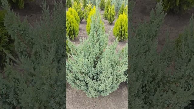 Можжевельник китайский Стрикта (Juniperus  chinensis "Stricta")