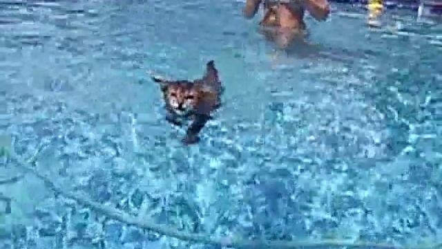 Водоплавающие коты (подборка). Swimming Cats смотреть онлайн