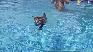 Водоплавающие коты (подборка). Swimming Cats