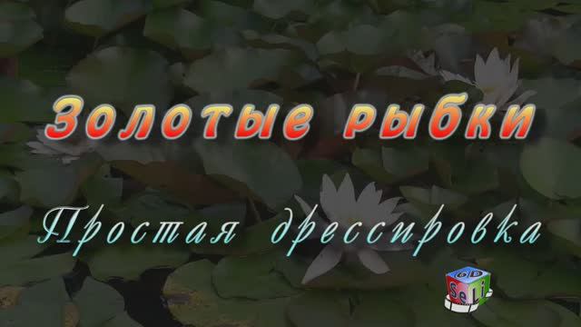 2D. Золотые рыбки. Простая дрессировка