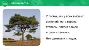 4 класс. Естествознание. 1 урок. Что такое низшие и высшие растения?