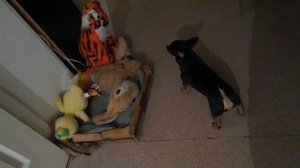 "Чихуа-хуа" борется с тигром