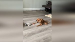 Подборка смешных видео и приколов. 217 Лучшие ПРИКОЛЫ 2023