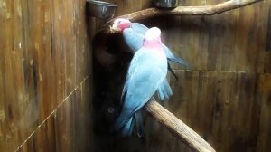 Разноцветный попугай какаду, ара макао, жако,тукан. cockatoos, macaws, African Greys, toucan.