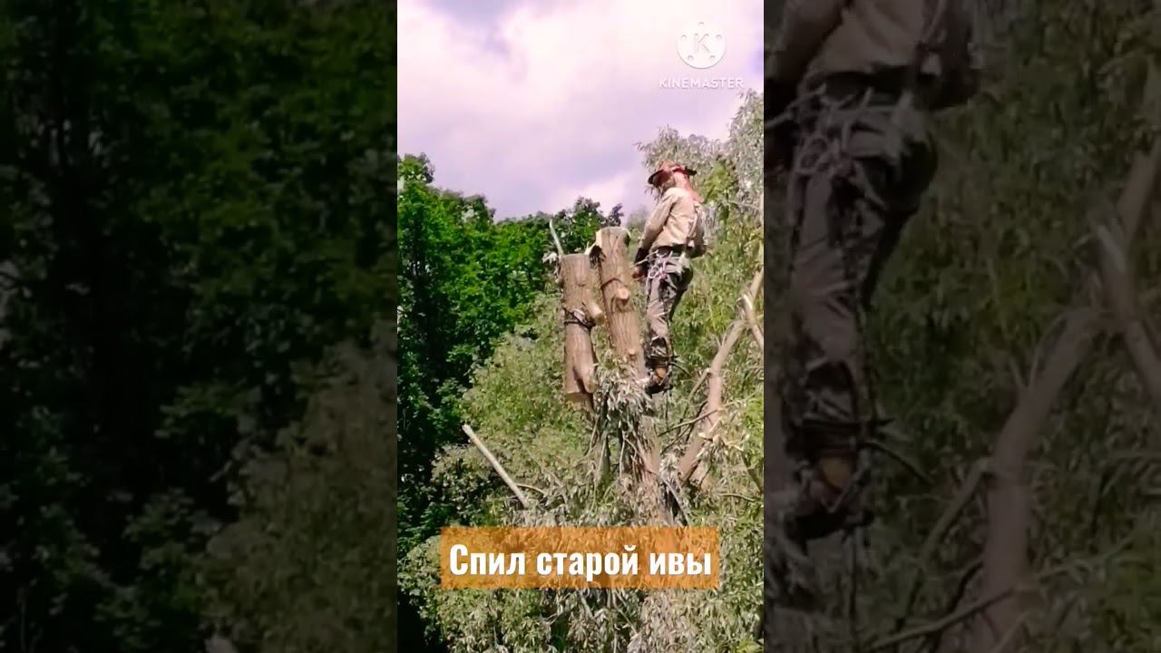 Спил старой ивы, в обратном порядке. #шорты #спилдеревьев