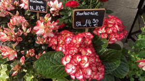 Цветы в Германии Flowers in Germany