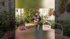 Яблоки / Хранение яблок / Как хранить яблоки