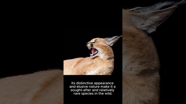 "Caracal Cats Facts Unleashed: Startling Discoveries Await!"