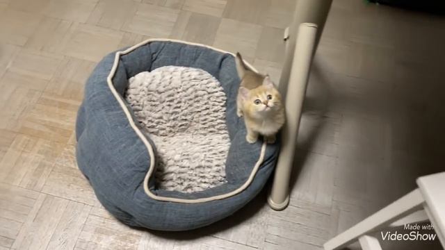 КОТЯТА КОТЯТА 🐱 КАКИЕ ОНИ СТАЛИ 😺МОИ ПИТОМЦЫ КОШКИ И ЛЮБИМЧИК 😻 БАРНИ/  Olga Kirchgessner смотреть онлайн