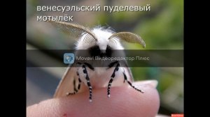 венесуэльский пуделевый мотылёк