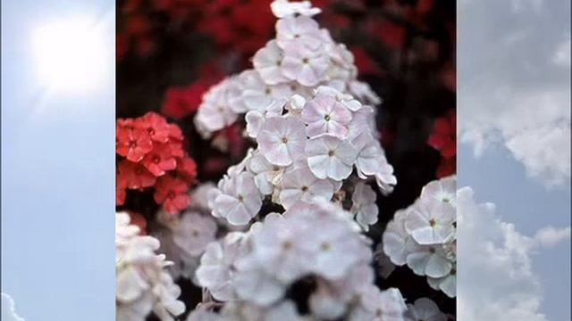 Флоксы из коллекции ГБС. Часть 2 смотреть онлайн