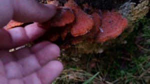 Крайне ядовитая ВОЛОКОННИЦА землистая. И БЛАГОРОДНЫЕ по соседству. Интересные находки в лесу.