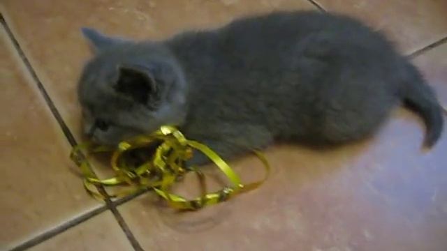 Британские котята - 1,5 месяца.avi