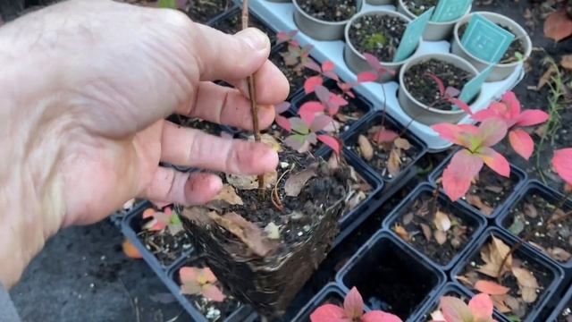 Гортензия Инфинити и новинки на 2023 год смотреть онлайн