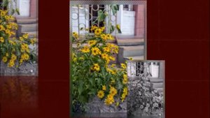 Цветы на клумбе