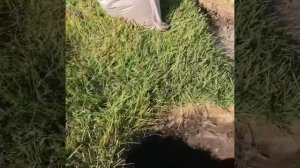 Розы.Штамбовая роза.Правильная Посадка штамба .