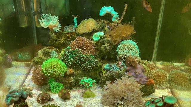 Опять купил соль для морского аквариума Fauna Marin, а чем пользуетесь Вы? смотреть онлайн