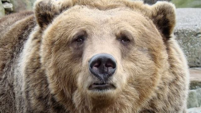 Пушкин А.С. - "Сказка о медведихе". смотреть онлайн