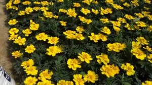 Подкормка Бархатцев от посева до цветения. Чем не рекомендую кормить. ПРАВИЛЬНАЯ ПОДКОРМКА от А до