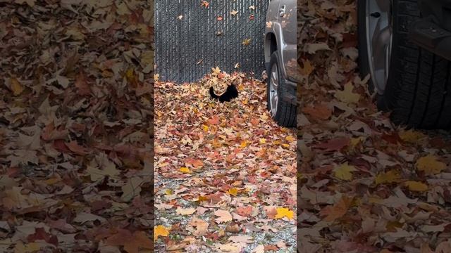 Осенняя котя